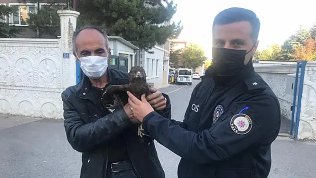 Konya'da yaralı şahine polis ekipleri sahip çıktı
