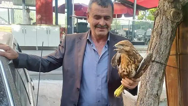 Konya'da yaralı vaziyette bulunan kızıl şahin koruma altına alındı
