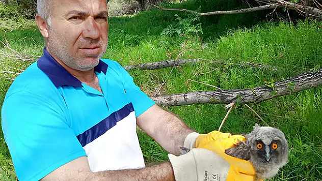 Konya'da yaralı yavru puhu kuşu tedaviye alındı