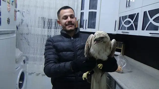 Konya'da yaralı yırtıcı kuş koruma altına alındı