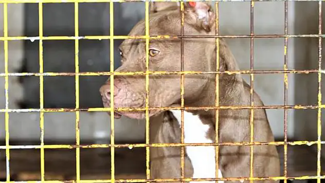 Konya'da yasaklı ırk köpek besleyen 2 kişiye 66 bin 798 lira ceza kesildi
