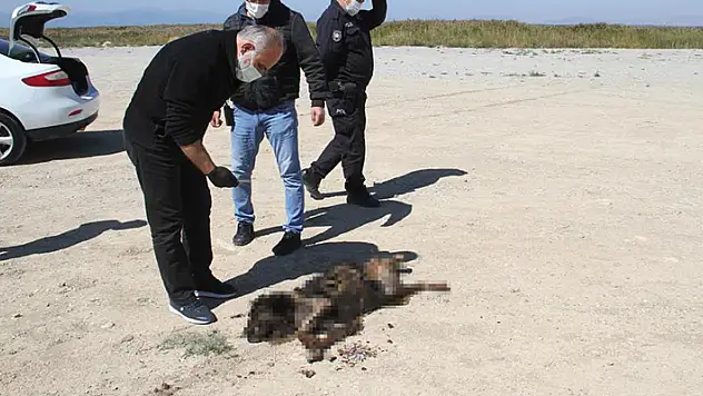 Konya'da yaşanmıştı! Sosyal medyada yakıldığı iddia edilen köpeğe araba çarpmış
