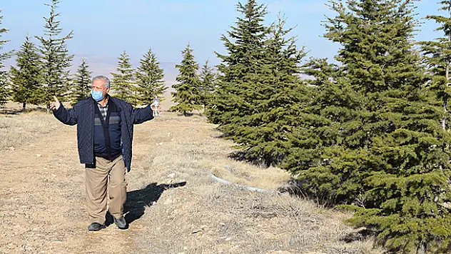 Konya'da yaşlı adamın ağaç sevgisi bozkırın ortasında küçük bir ormana dönüştü
