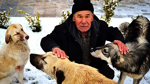 Konya'da yaşlı adamın sahipsiz köpeklere şefkati