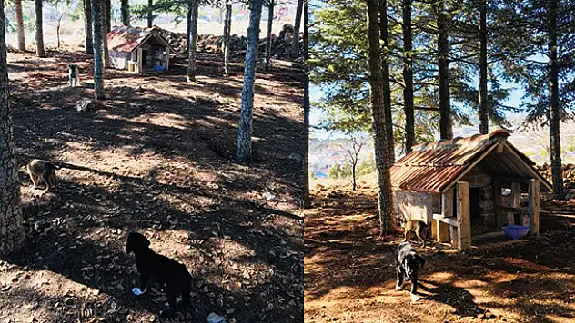 Konya'da yavru köpekler için yuva yapıldı