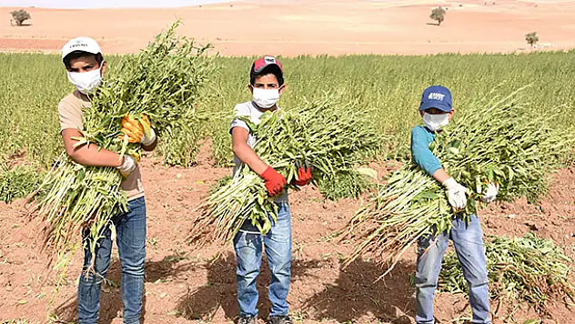 Konya'da yerli ve milli susamların ilk hasadı yapıldı