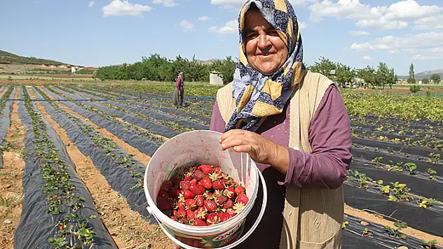Konya'da yetişen 'Hüyük çileği' coğrafi işaretle tescillendi