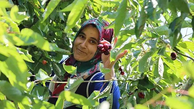 Konya'da yetiştirilen geç hasat kiraz, dünyanın dört bir yanında rağbet görüyor