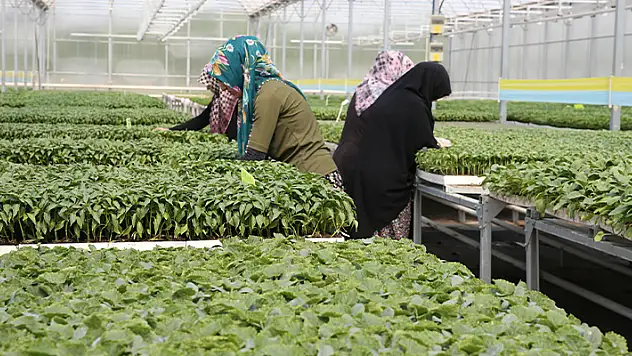 Konya'da yılda 5 milyon sebze fidesi üretilen tesis bölge ekonomisine katkı sunuyor
