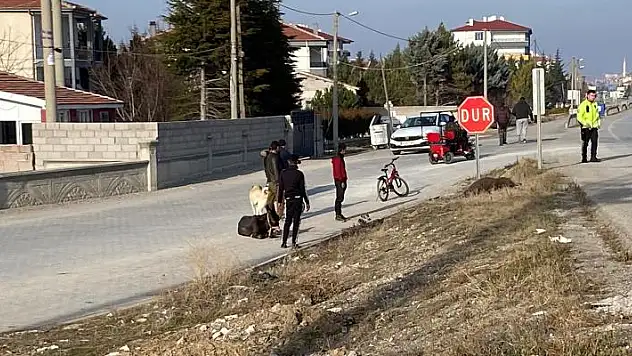 Konya'da yola çıkan başıboş eşeklere tır çarptı
