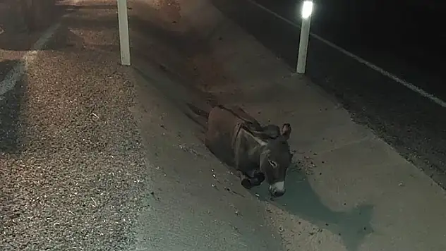 Konya'da yola çıkan eşek kazaya yol açtı