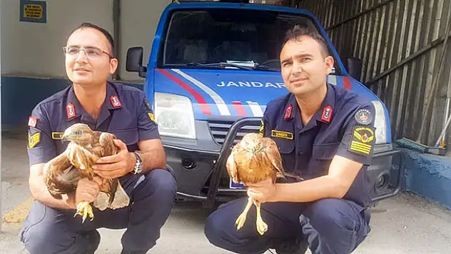 Konya'da yuvadan düşen yavru kızıl şahinlere jandarma sahip çıktı