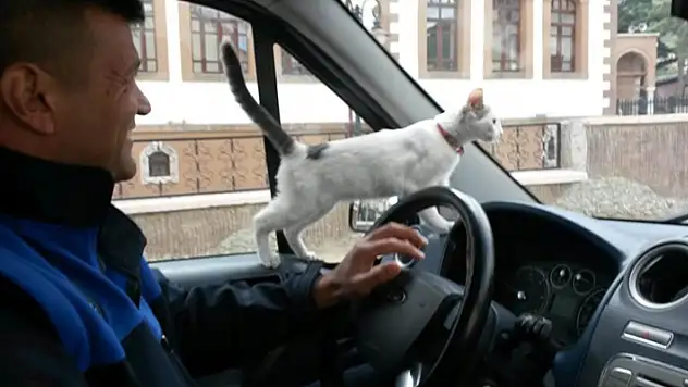 Konya'da zabıta ekipleri köpeğin kovaladığı kediyi ağaçtan indirip sahibine teslim etti
