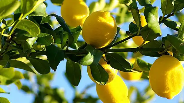 Konya'da zam şampiyonu Limon oldu