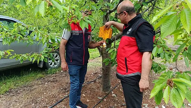 Konya'da zararlılara karşı tuzaklar kuruldu