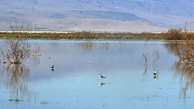 Konya'daki Akgöl Sazlığı ıslah projesiyle hayat buldu