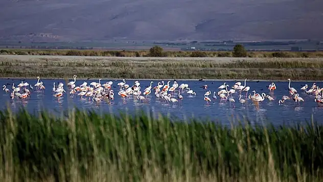 Konya'daki Akgöl sazlıkları flamingolarla hareketlendi
