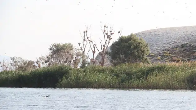 Konya'daki bu bitki ağaçları kurutuyor!
