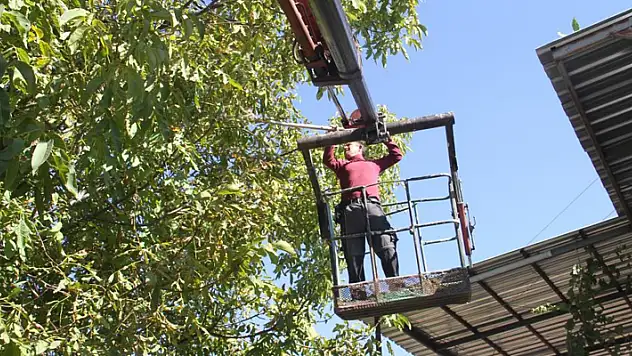 Konya'daki çiftçiler can güvenlikleri için ağaçlardaki cevizleri vinçle topluyorlar