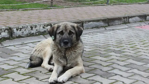 Konya'daki davada flaş karar! Danıştay 'sokak köpeği saldırısı'nda valilik ve belediyeleri sorumlu tuttu
