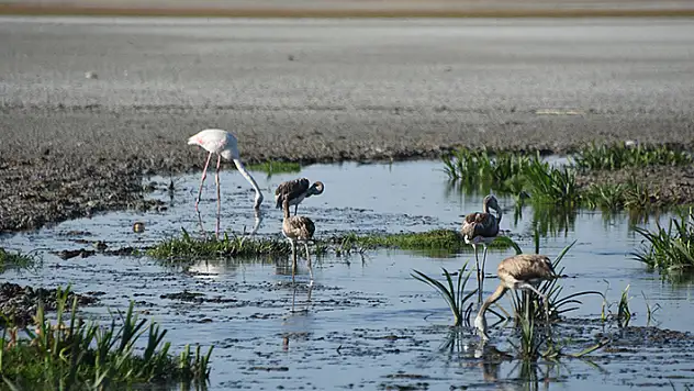 Konya'daki 'Flamingo cenneti' Küçük Göl kurudu
