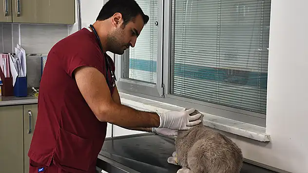 Konya'daki hayvan hastanesi sevimli dostlara şifa oluyor

