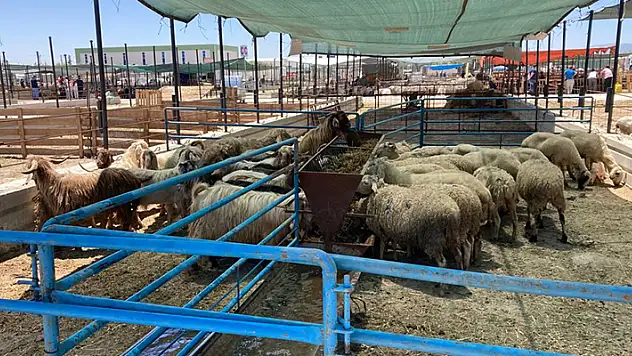 Konya'daki hayvan pazarlarında Kurban Bayramı hareketliliği başladı
