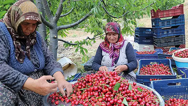 Konya'daki kiraz bahçeleri üreticinin yüzünü güldürüyor