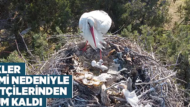 Konya'daki Leylekler Vadisi'nde yavrulama döneminde kısıtlama nedeniyle sessizlik hakim