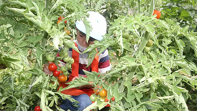 Konya'daki minik eller, okul bahçesindeki serada ata tohumlarıyla tarım ürünleri yetiştiriyor