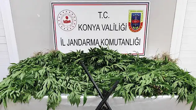 Konya'daki operasyonda 407 kök hint keneviri ele geçirildi