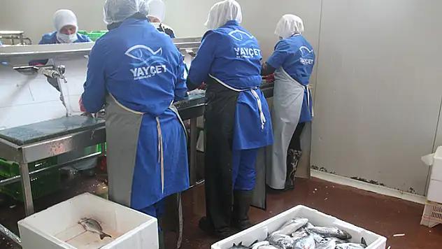 Konya'daki su ürünleri işleme tesisinden 5 ülkeye deniz ürünü ihracatı