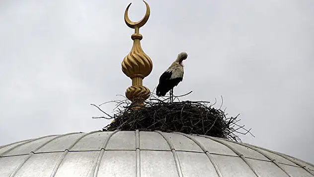 Konya'daki tarihi caminin çatısı leyleklere yuva oldu
