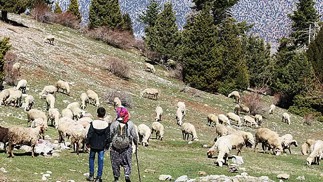 Konya'dan bir kadın hikayesi! Oğlu ile Toroslar'da koyun sürüsü otlatan kadın ailesinin geçimini sağlıyor
