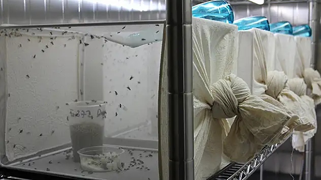 Konya Gıda ve Tarım Üniversitesi zararlılara karşı kullanılacak ilaçları belirleyecek