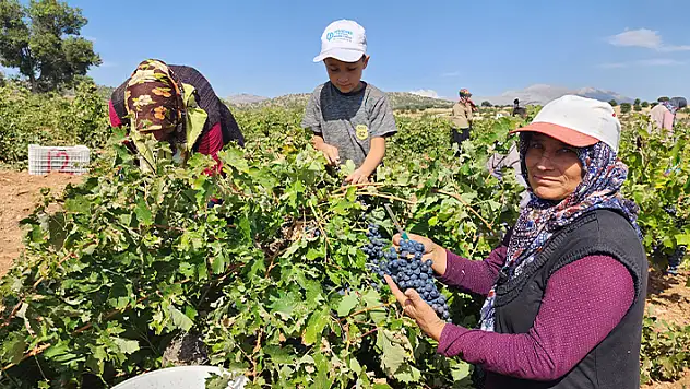 Konya Güneysınır'da, üzümler kurutma sergilerine taşınmaya başladı