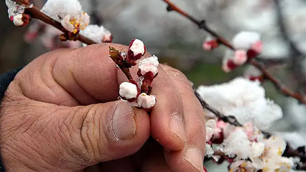 Konya, Karaman, Aksaray ve Niğde için zirai don uyarısı!