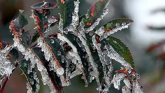 Konya, Karaman, Aksaray ve Niğde için zirai don uyarısı