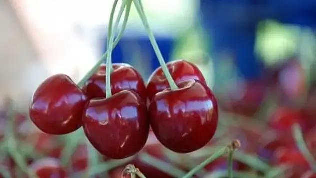 Konya kiraz yetiştiriciliğinde zirve ortağı