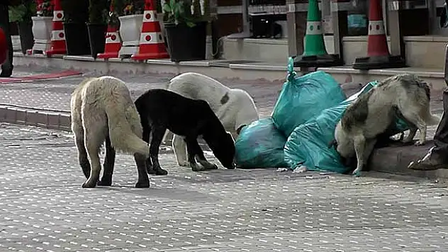 Konya Kulu'da Sokak Köpekleri İçin 'Yaşa - Yaşat' Projesi