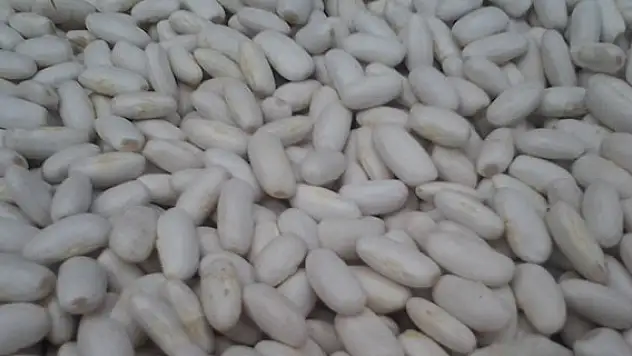 Konya, kuru fasulye üretiminde birinci sırada