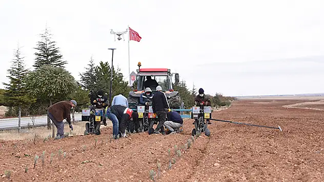 Konya lavantanın merkezi olacak
