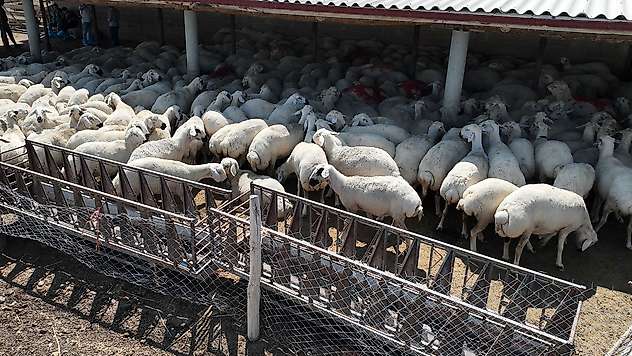 Konya'nın 31 ilçesinde hayvancılığa tam destek