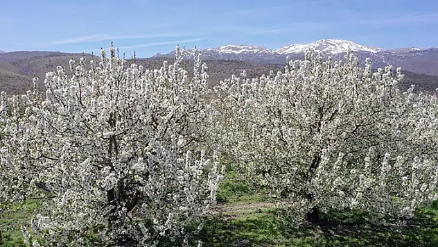 Konya'nın Akşehir ilçesinde kiraz bahçeleri beyaz gelinliğini giydi