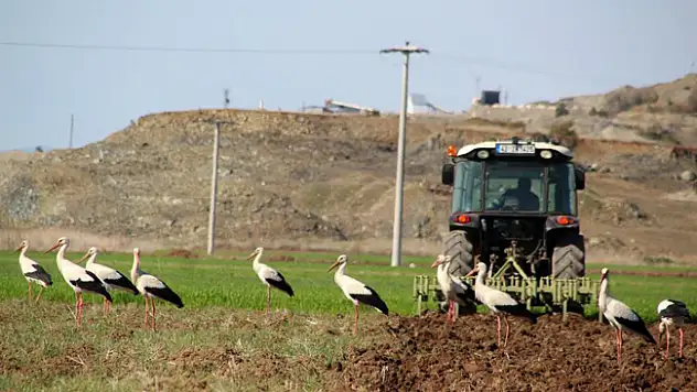 Konya'nın Beyşehir ilçesinde leylekler yiyecek mesaisinde