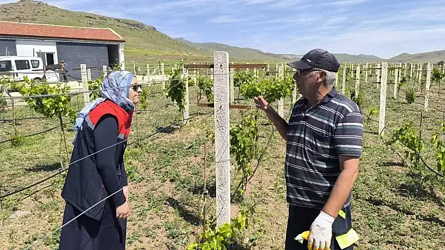 Konya'nın bu ilçesi bağcılığın merkezi olacak