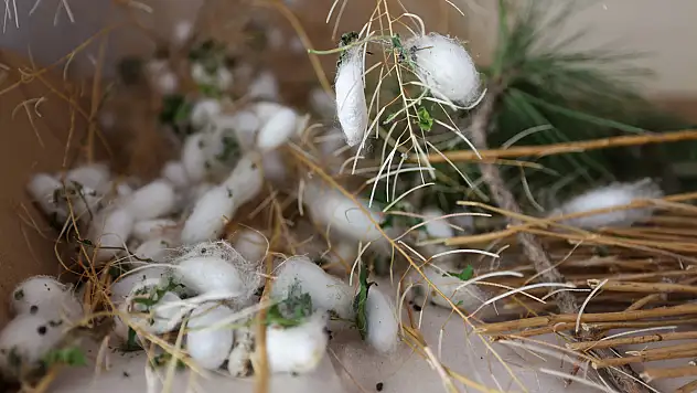 Konya'nın bu ilçesi ipek böceği yetiştiriciliğinin merkezi olacak