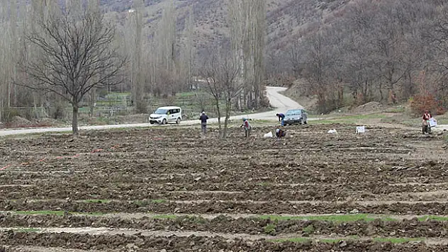 Konya'nın bu ilçesi lavanta kokacak