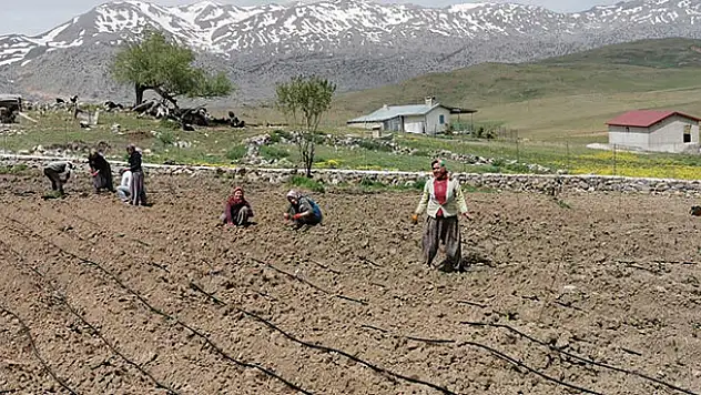 Konya'nın bu ilçesinde anavatanı Güney Amerika olan pepino yetiştirildi