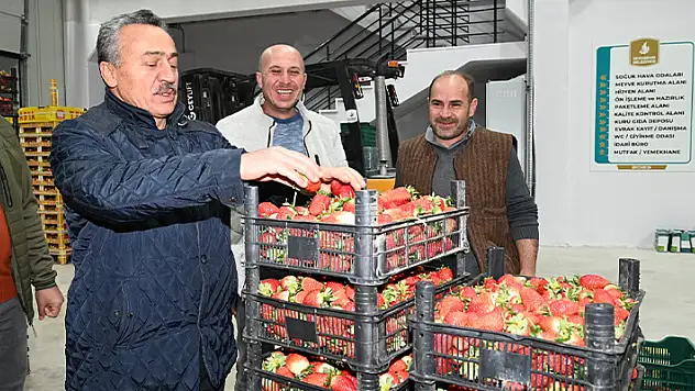 Konya'nın bu ilçesinden 5 ton çilek ihracatı yapıldı